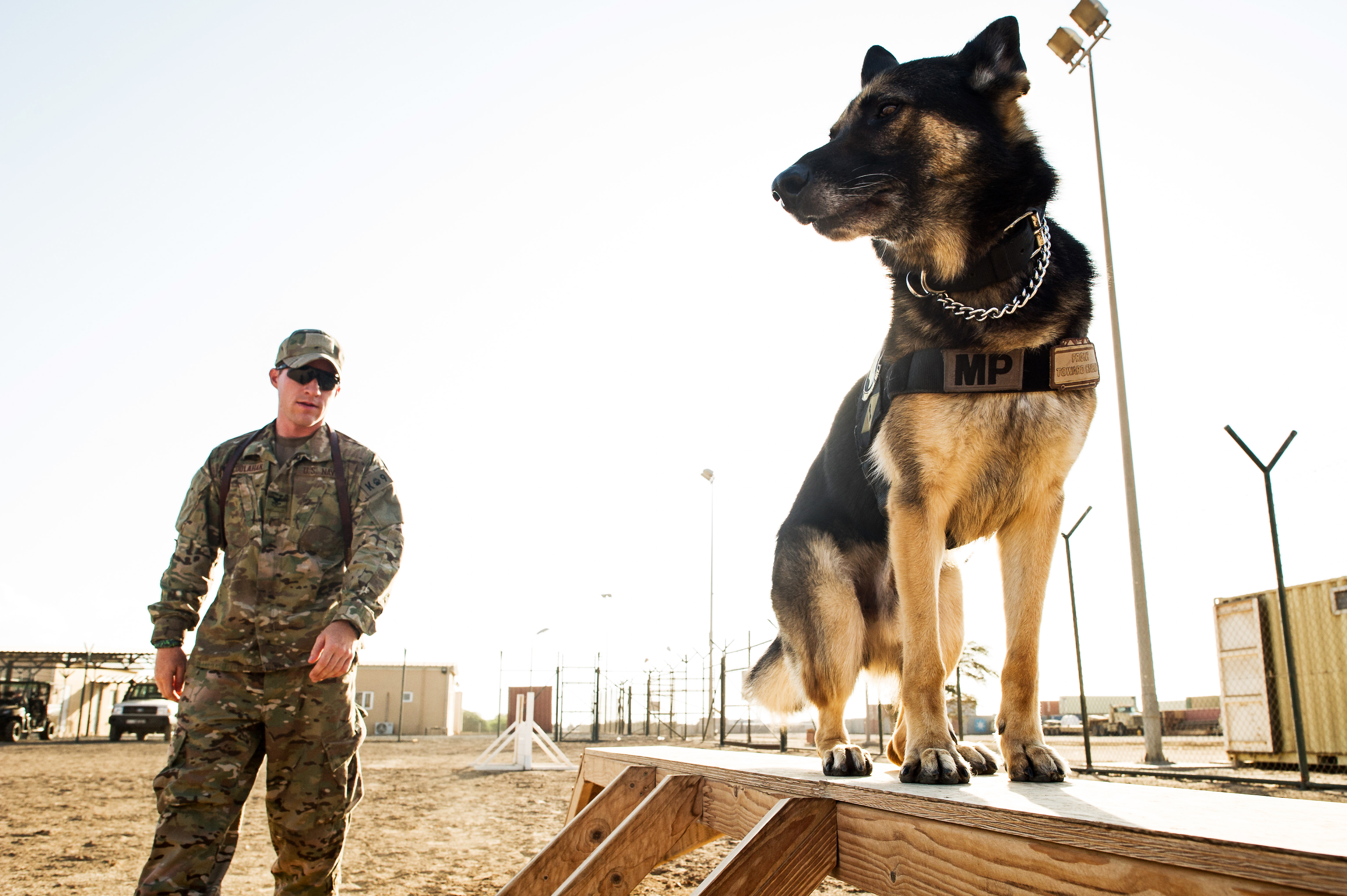 Boundary Training for Dogs Phoenix Guide